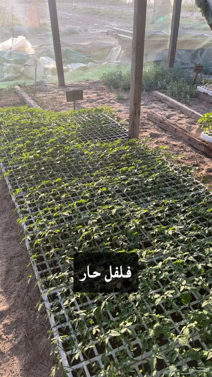 شتلات خضروات 0