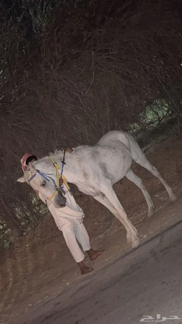 فرس شعبيه الخرج 0