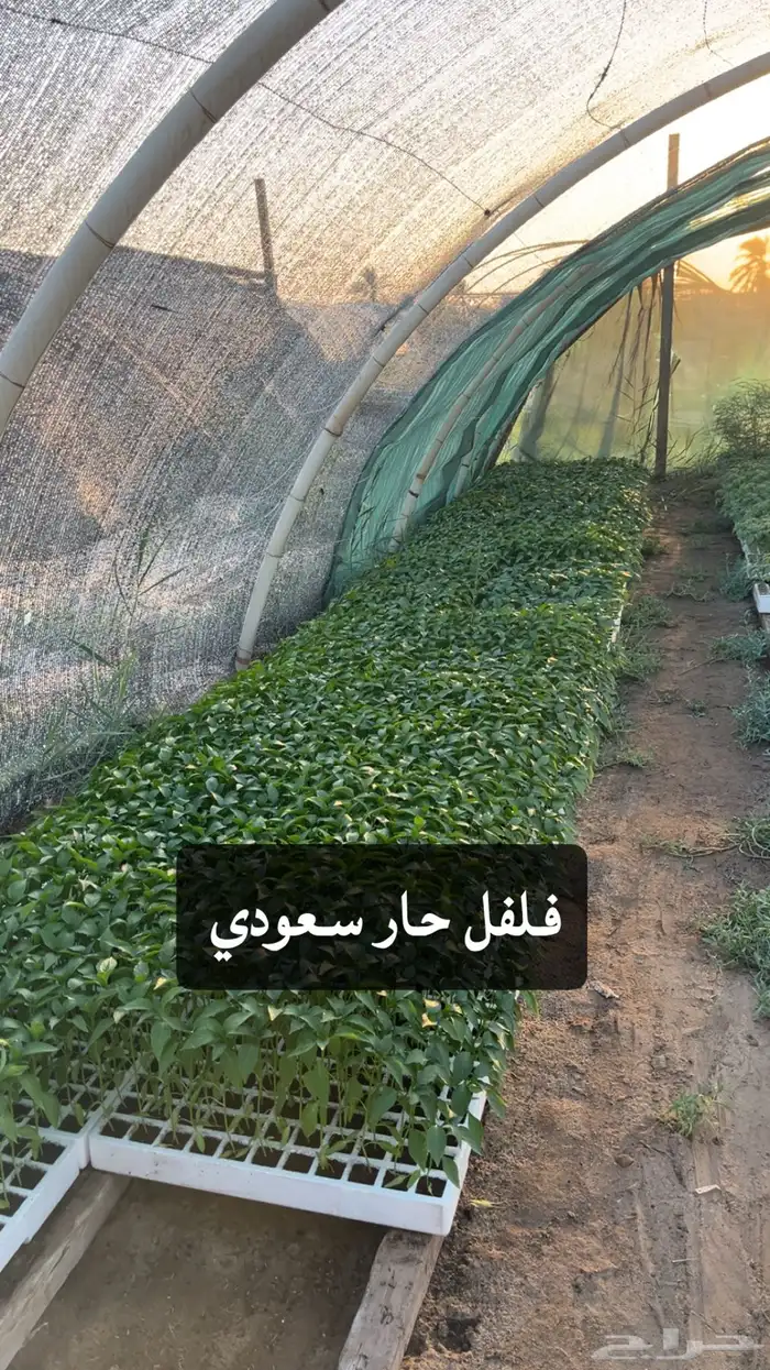 شتلات خضروات 8