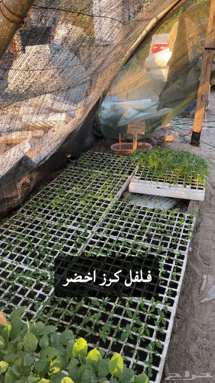شتلات خضروات 2