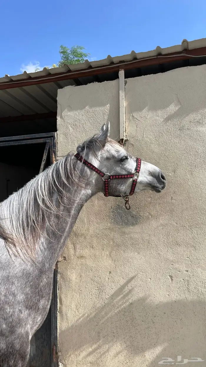 خيل للبيع 3