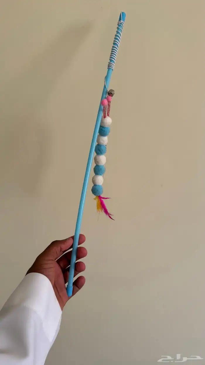 سكوتش فولد رمادية لعوب وصحية 2