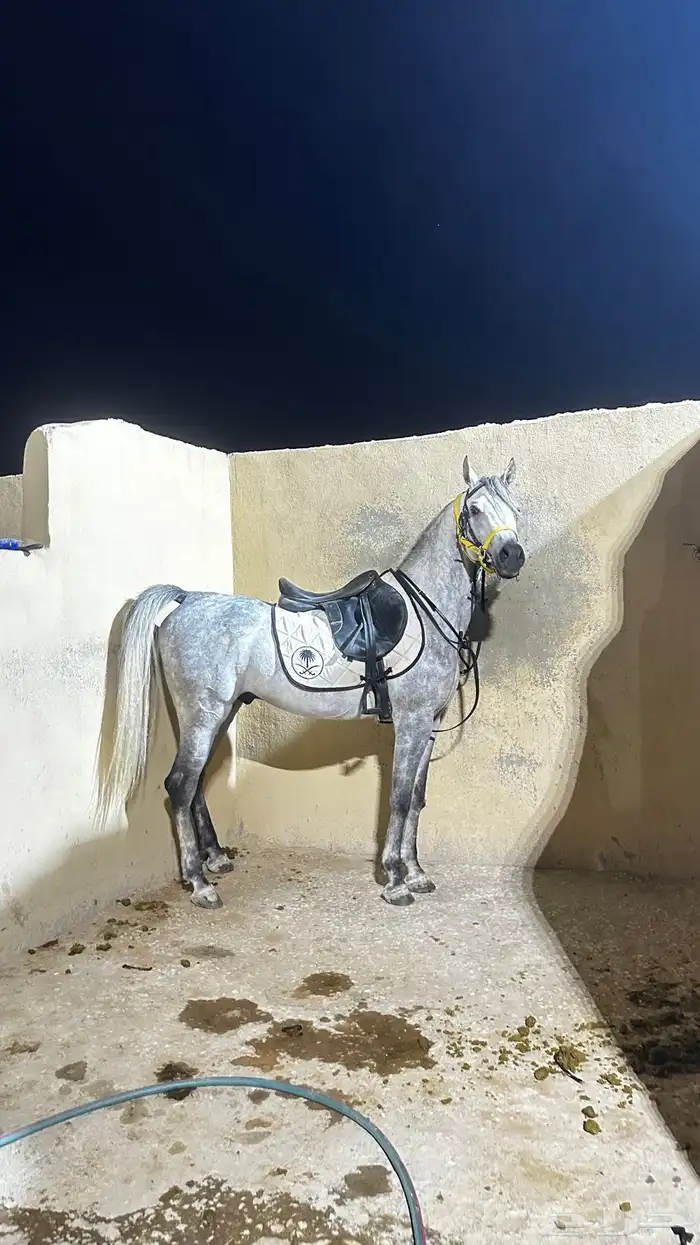 حصان شعبي فاخررر جدا 3