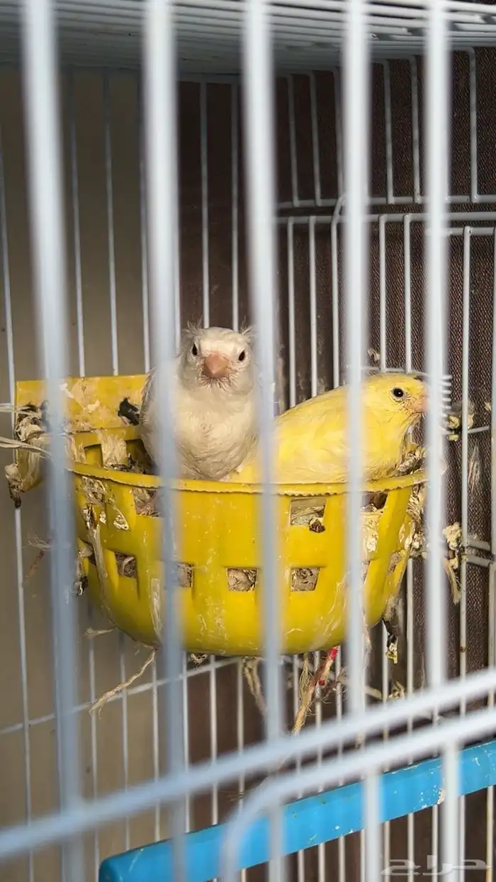 جوز كناري سوري مع فروخهم انتاجي تم البيع 2