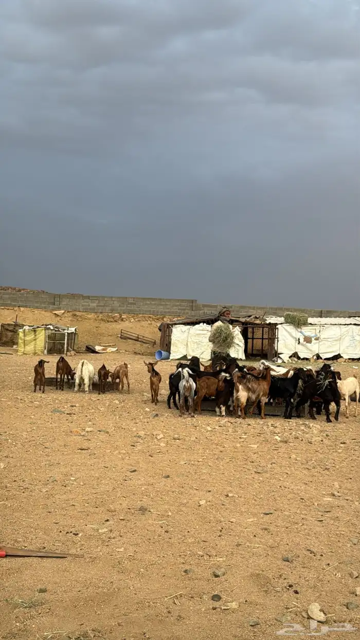 ذبايح خميس مشيط وماجاوره 1