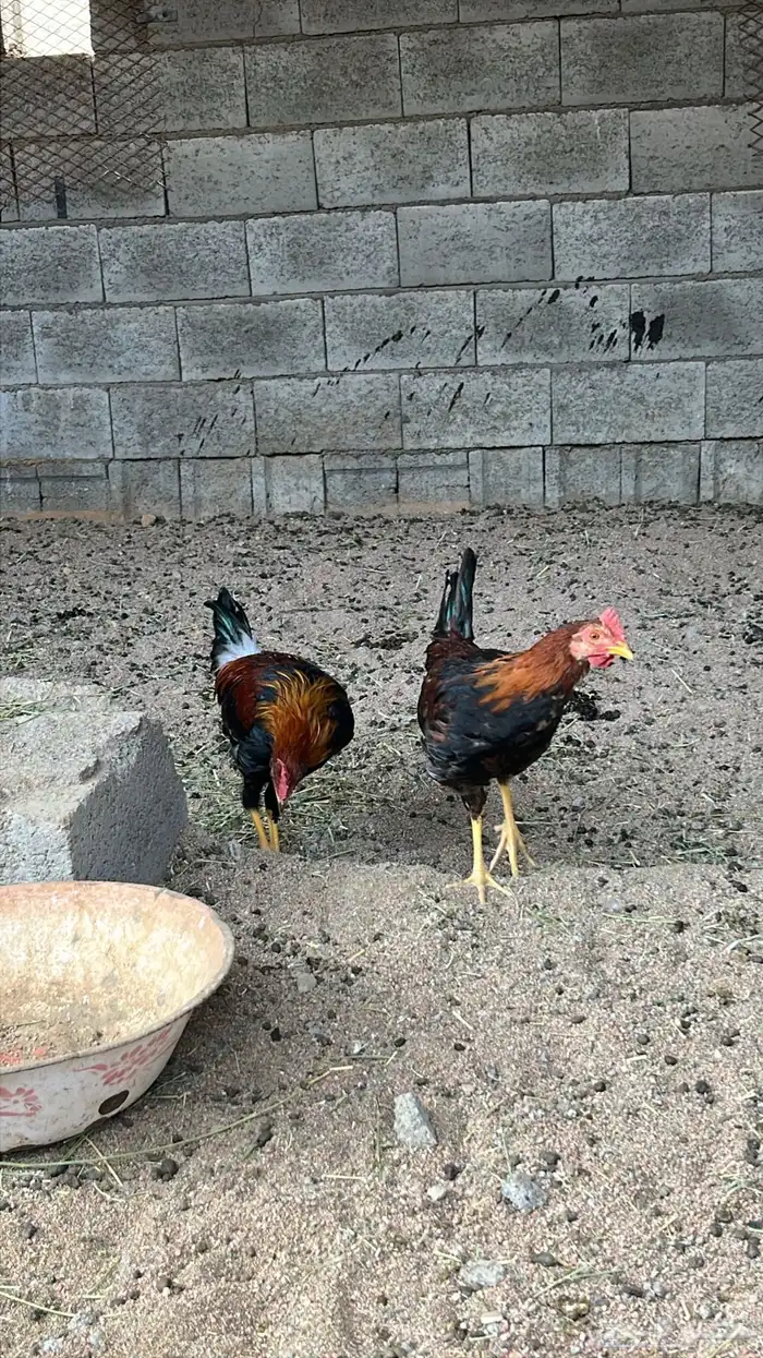 4ديكه عربي للبيع 0