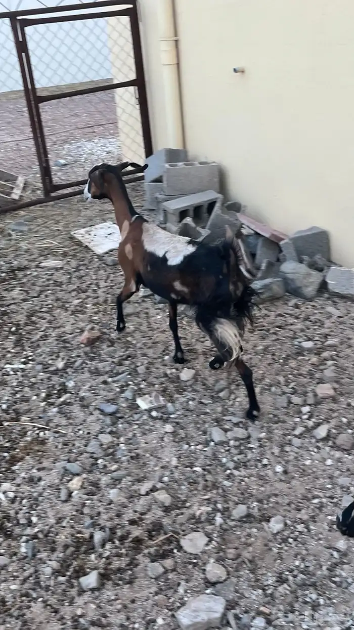 معزا عنزين وتيس 0