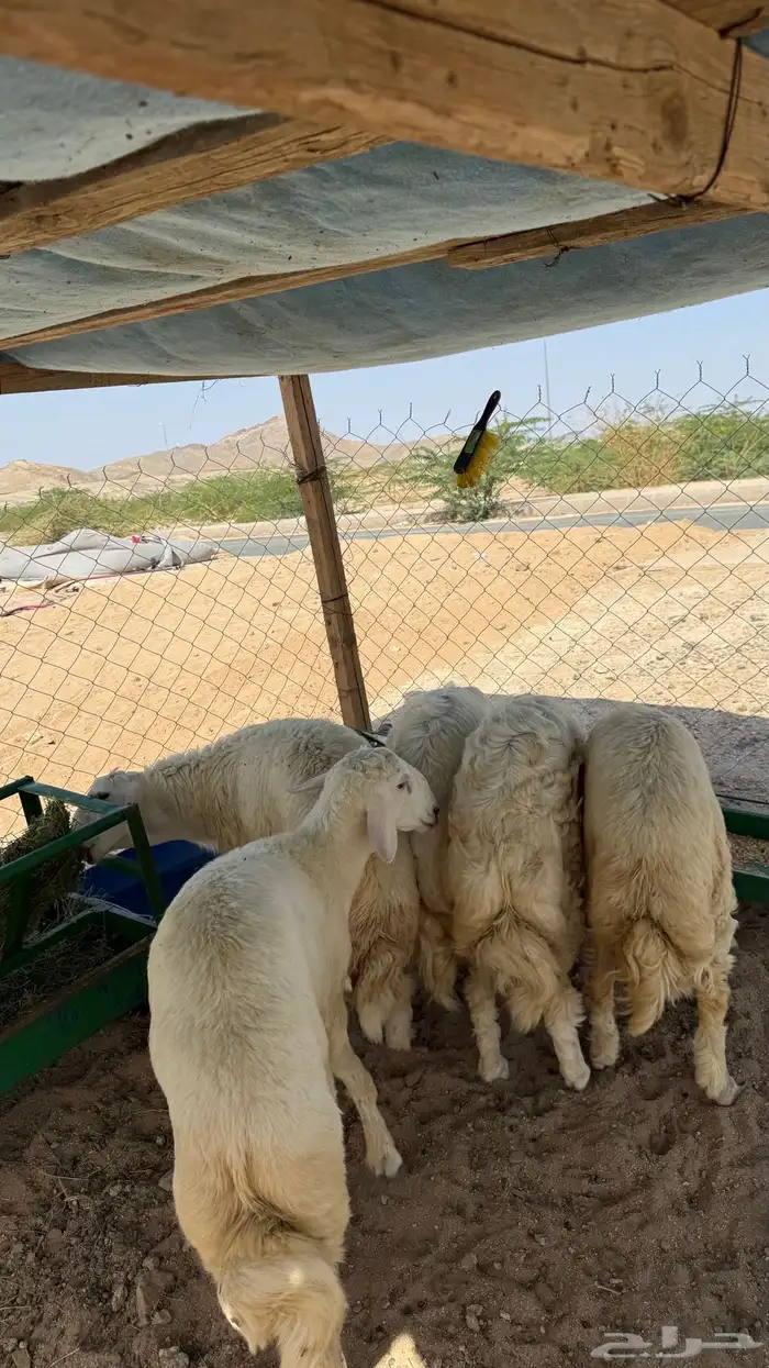 طليان جبره 1