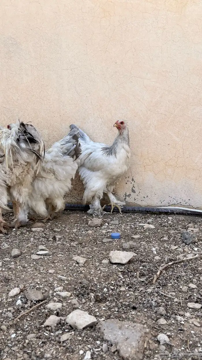 دجاج براهما لافندر 4