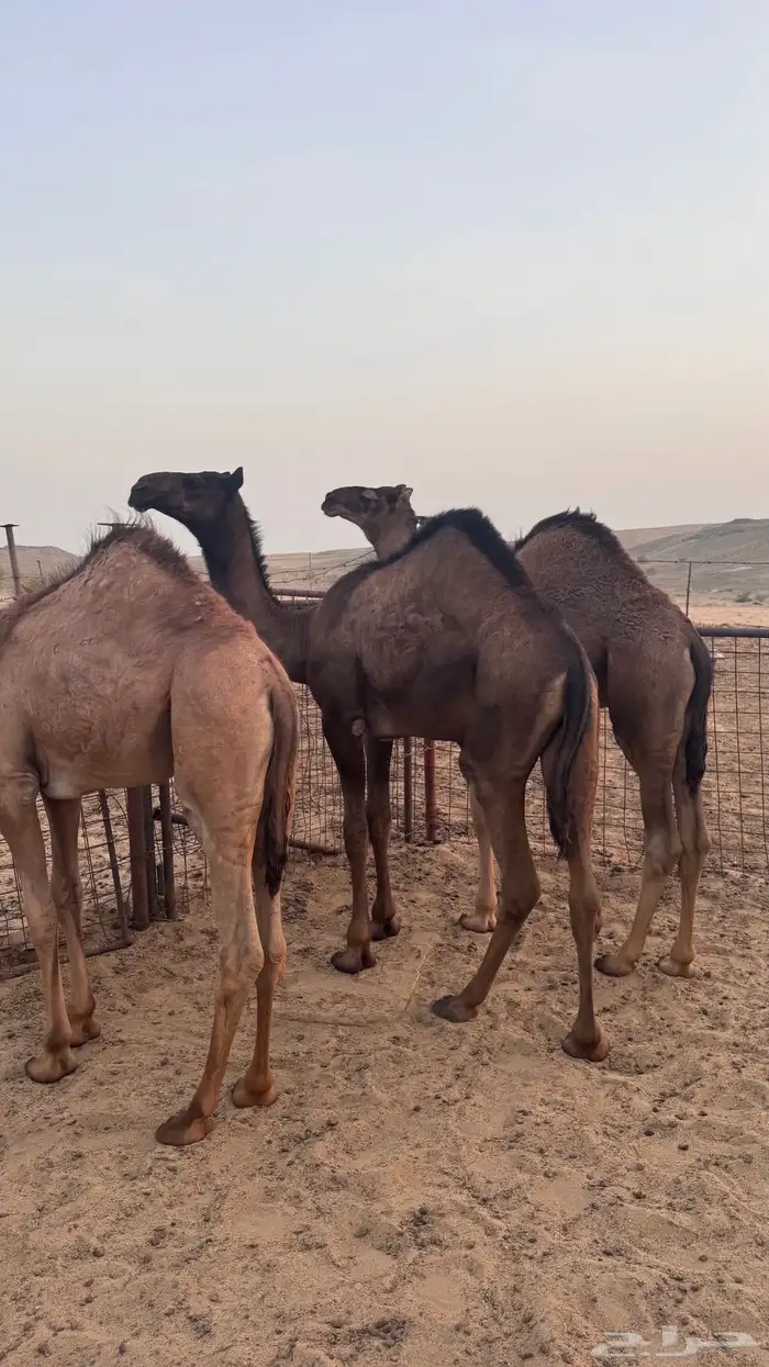 حشو للبيع 6