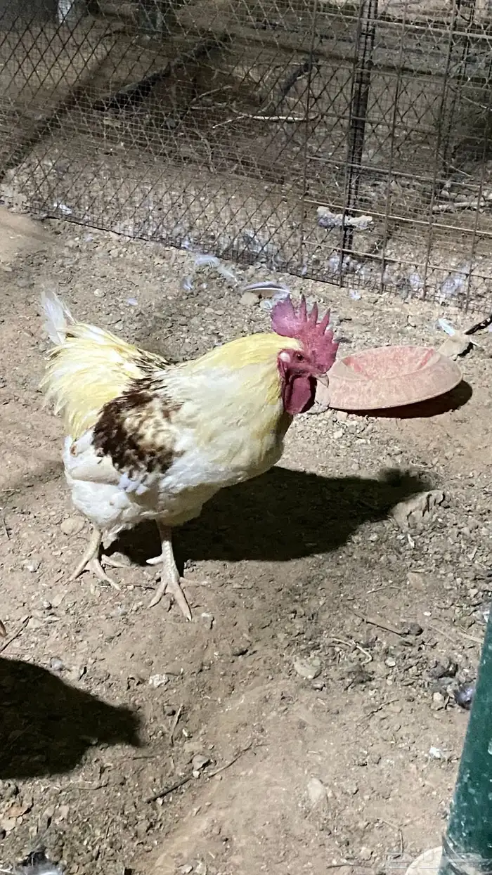 للبيع ديك لوهمان 0