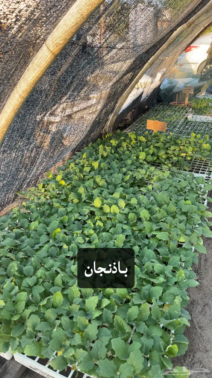 شتلات خضروات 3