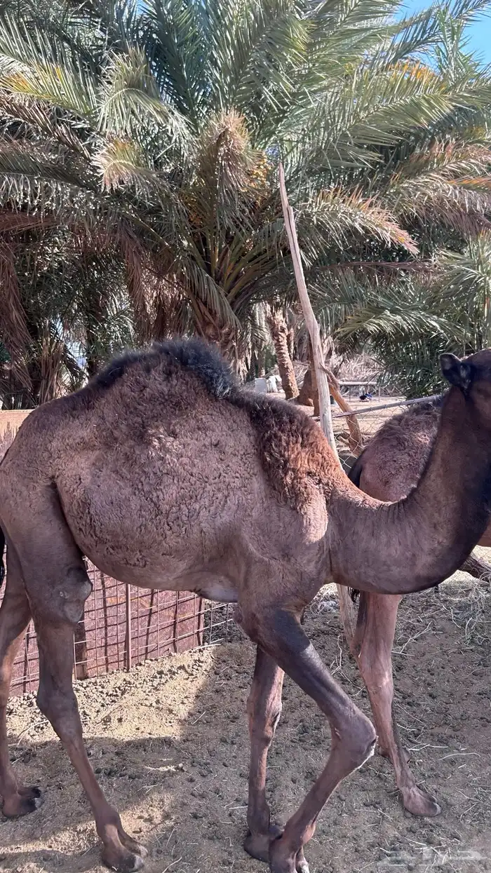 قعدان للبيع 4