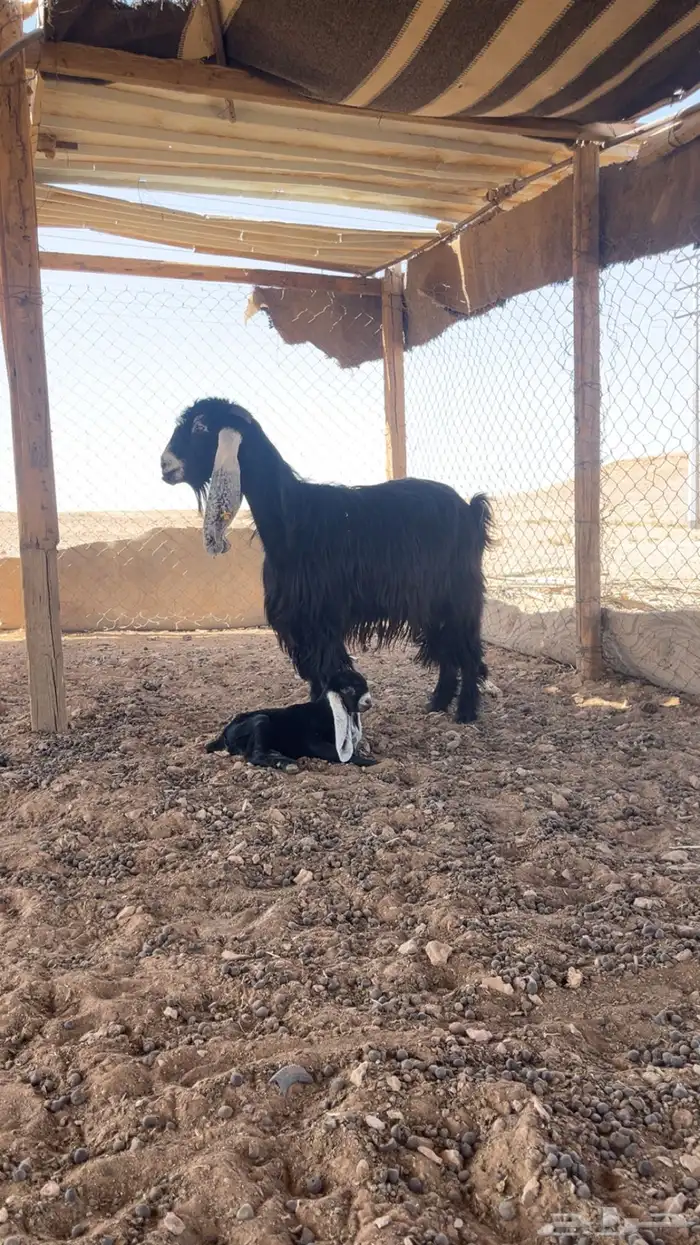عنز متبع 1
