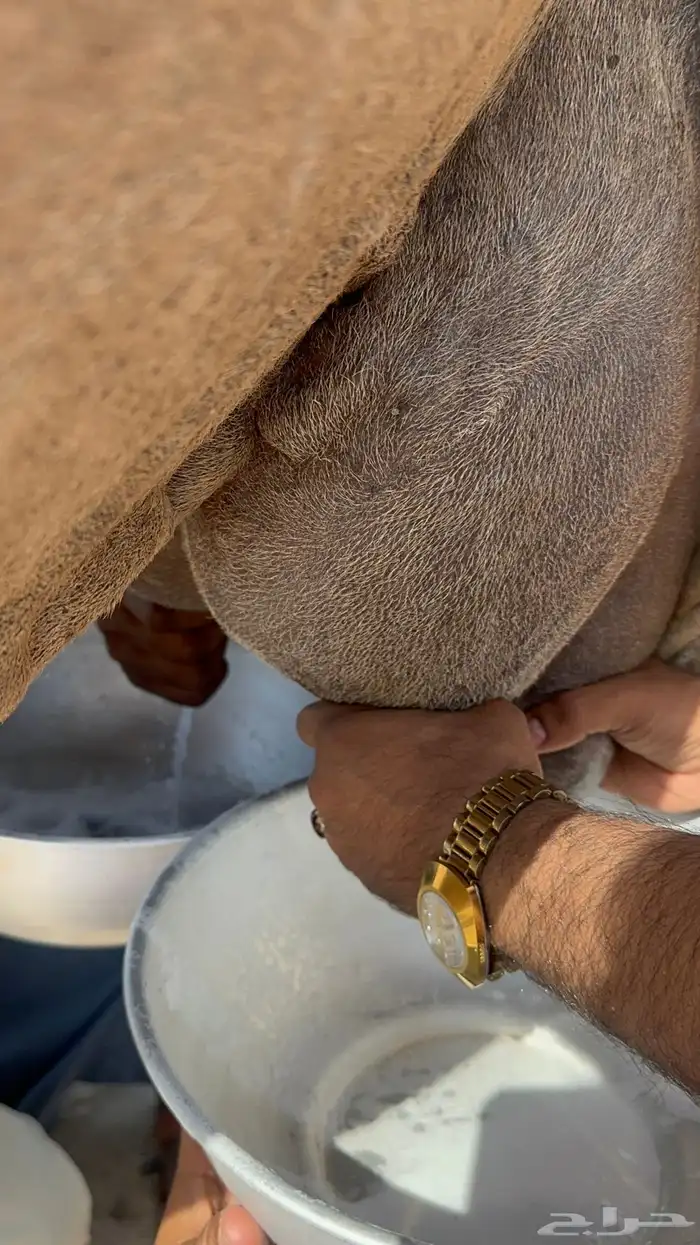 ناقه خلفه منيحه طيبه وغزاره في الحليب 7