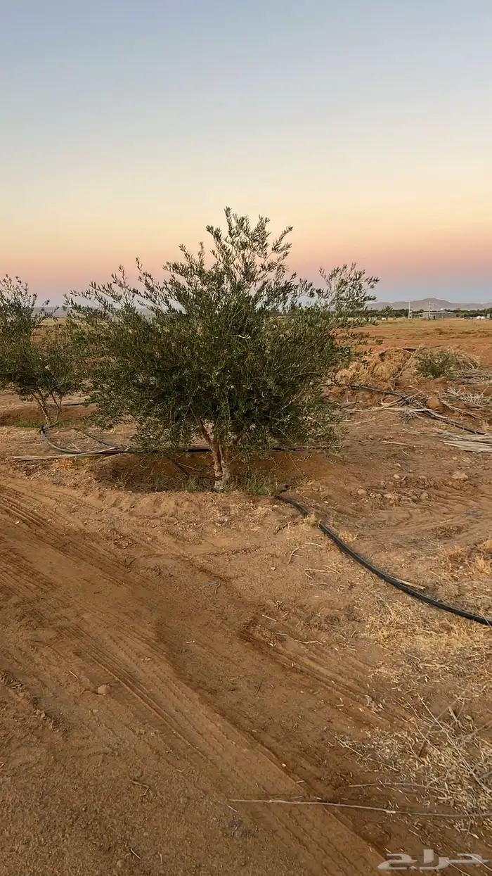 شجر زيتون مراكن وبدون مركن فاخر رقم واحد 6