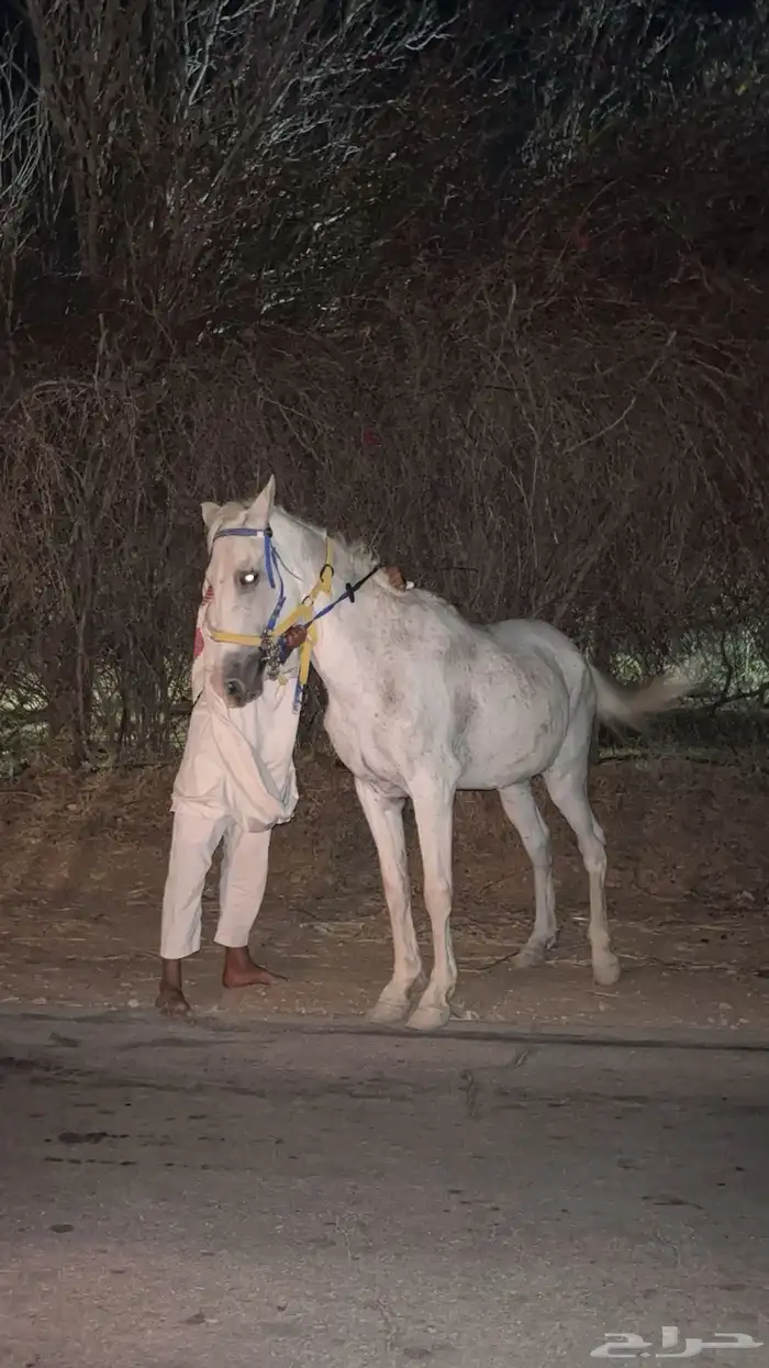 فرس شعبيه الخرج 1