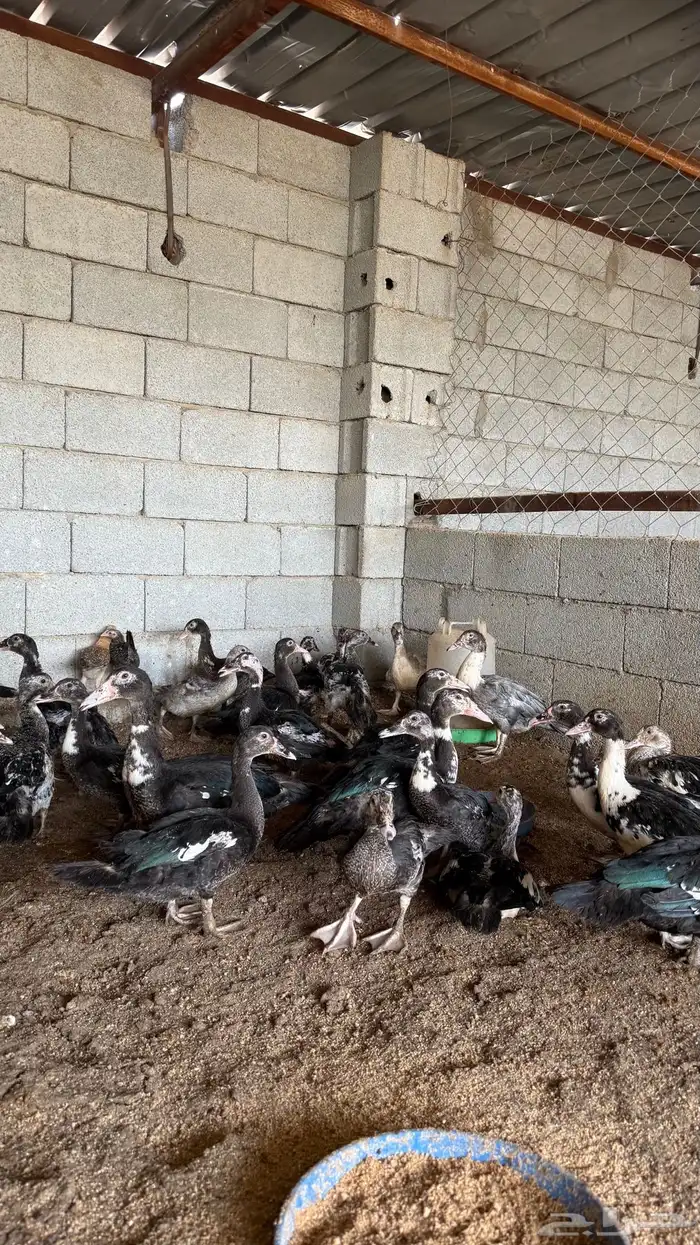 بط سوداني 1