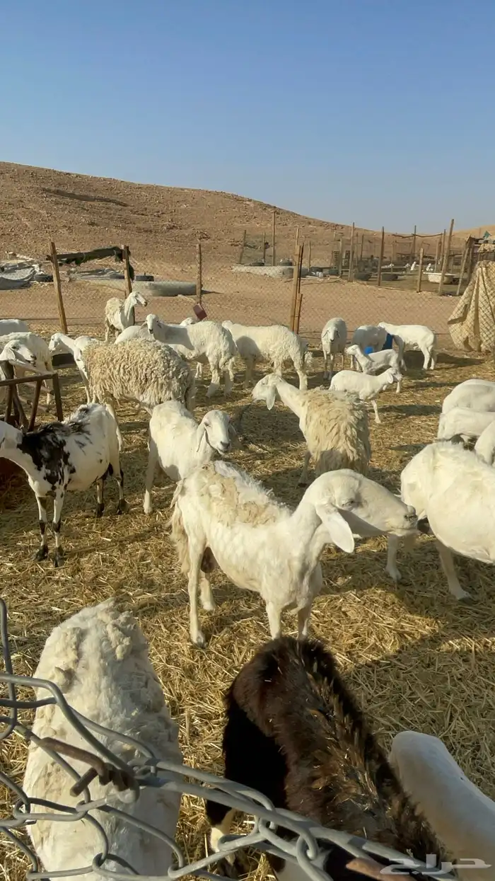 غنم متابيع ودفيع 11