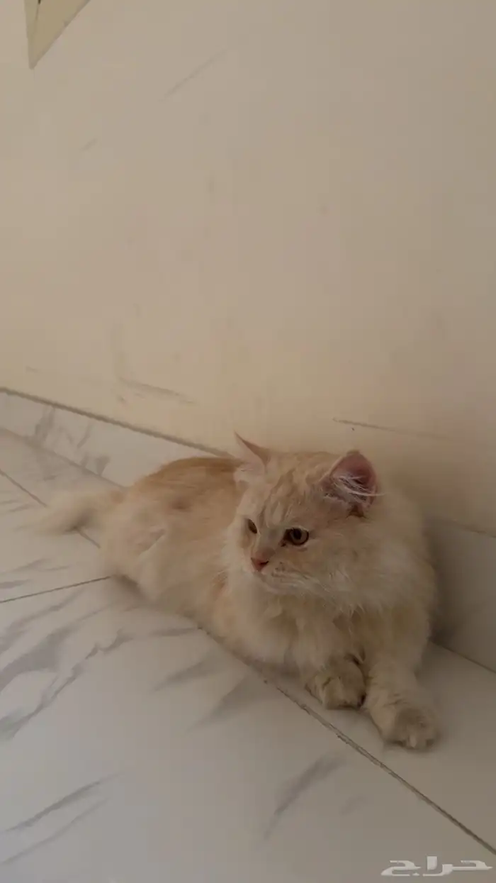 بسه  شيرازي 1
