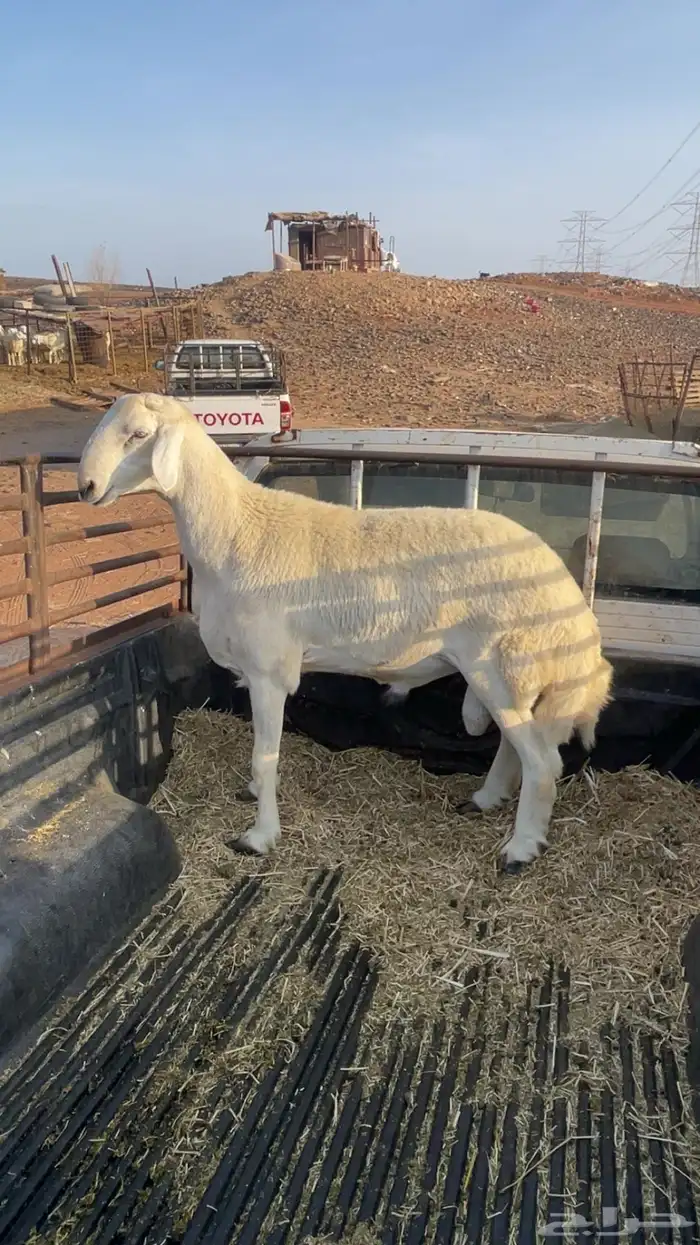 طلي جبر عمره 10 شهور 1