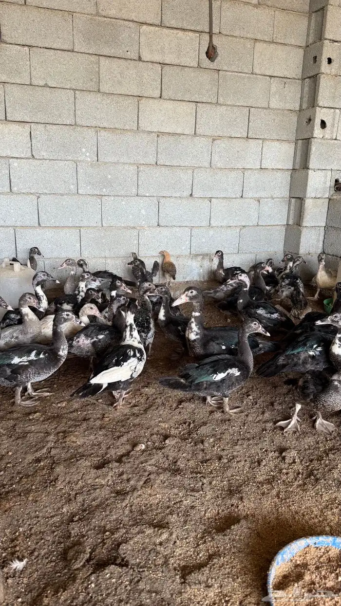 بط سوداني 0