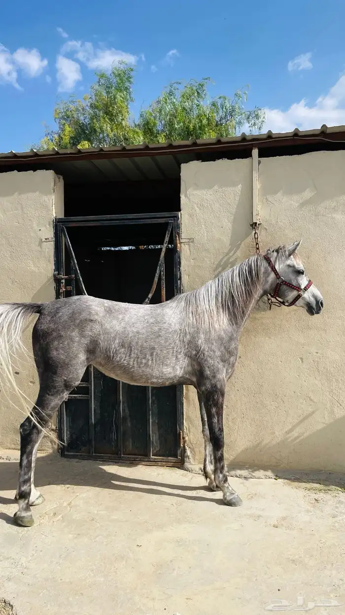 خيل للبيع 2