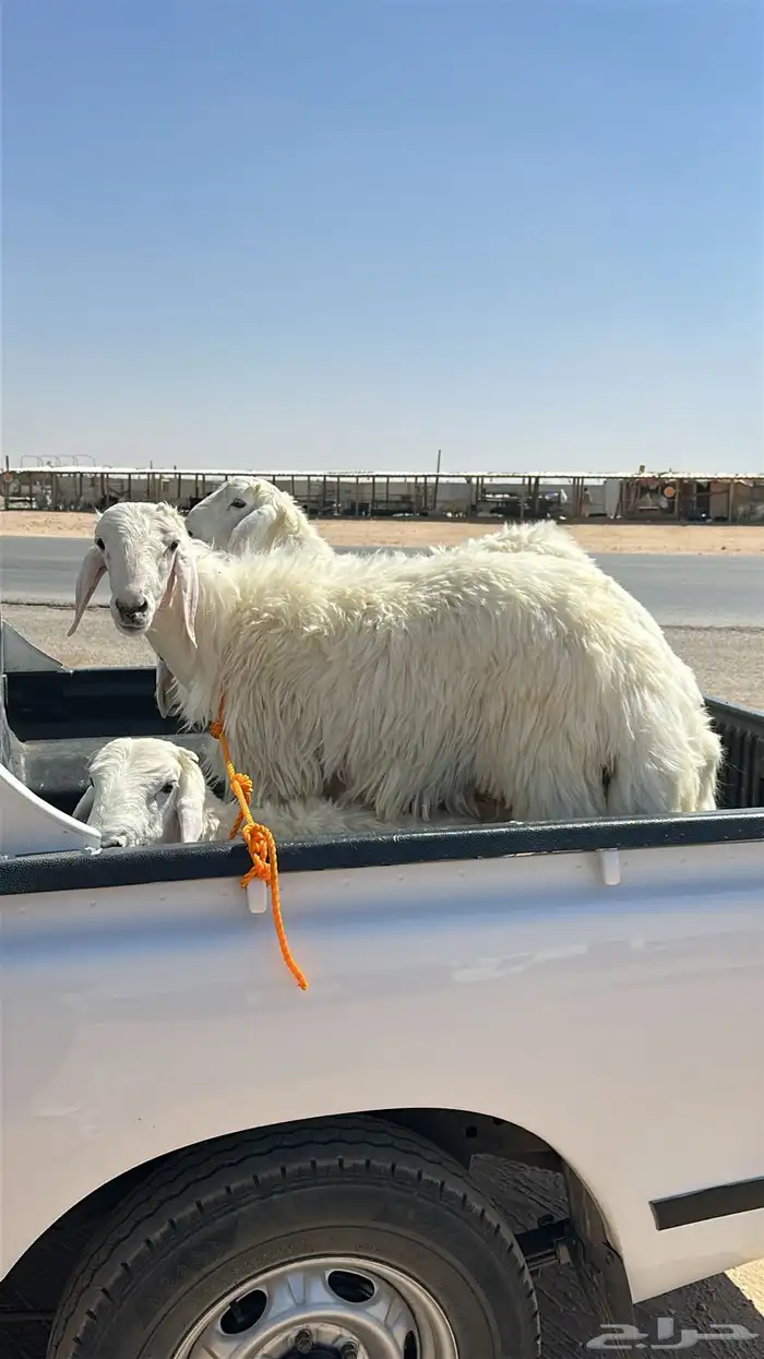 للبيع الحري الكفو الصحه شرط 0