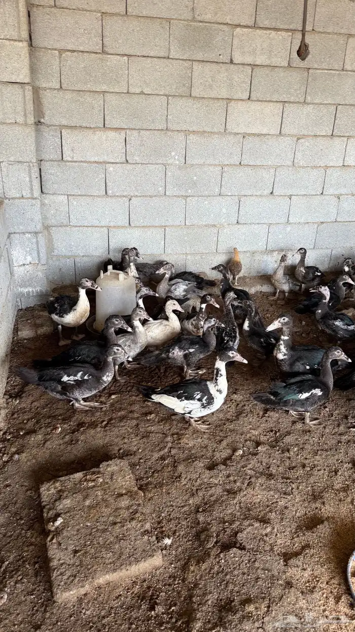 بط سوداني 4