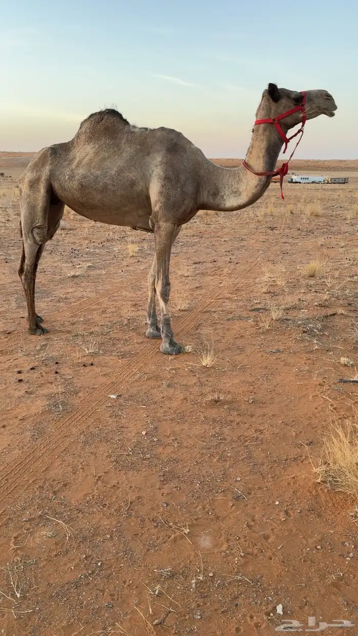 رحول ابل شرط 1