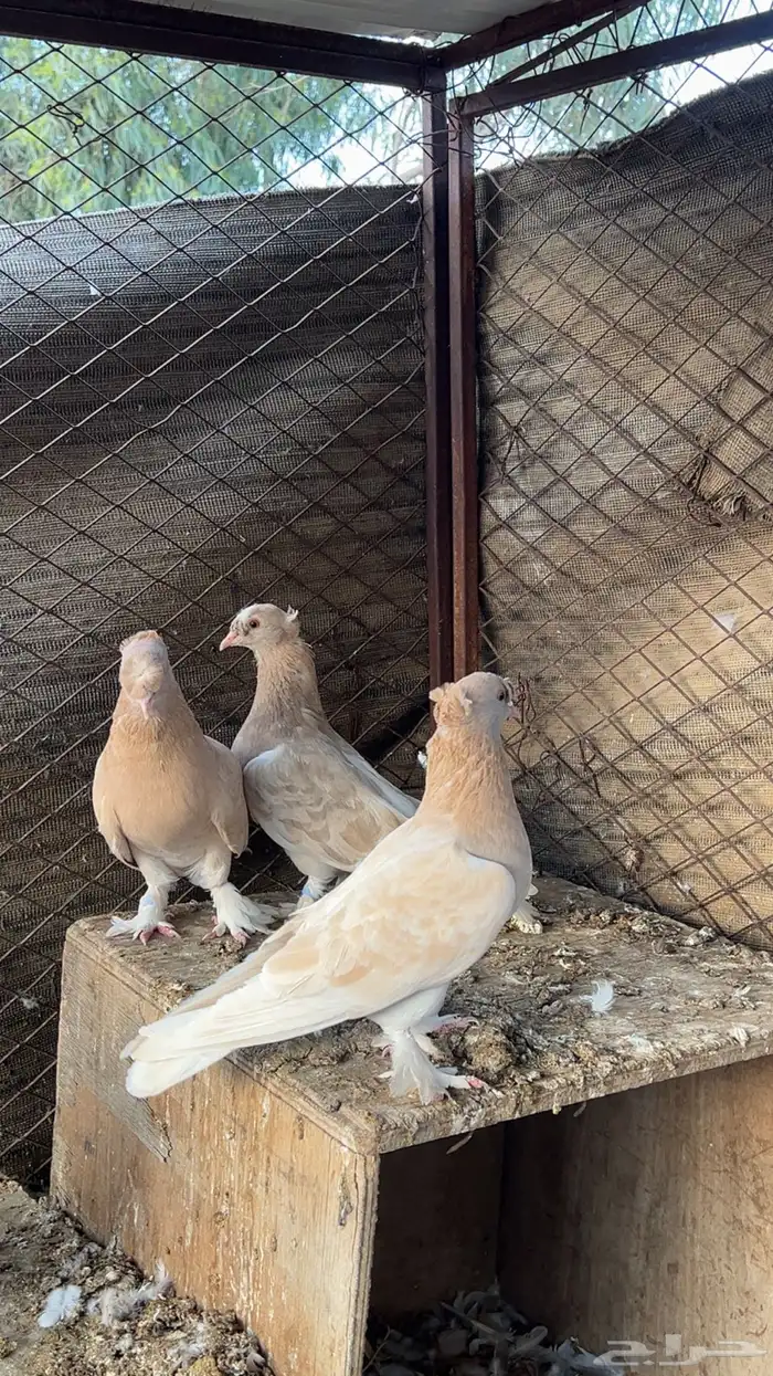 حمام عراقي ابو نجمه منتج مع فروخ زوجين وفرده انثى 0