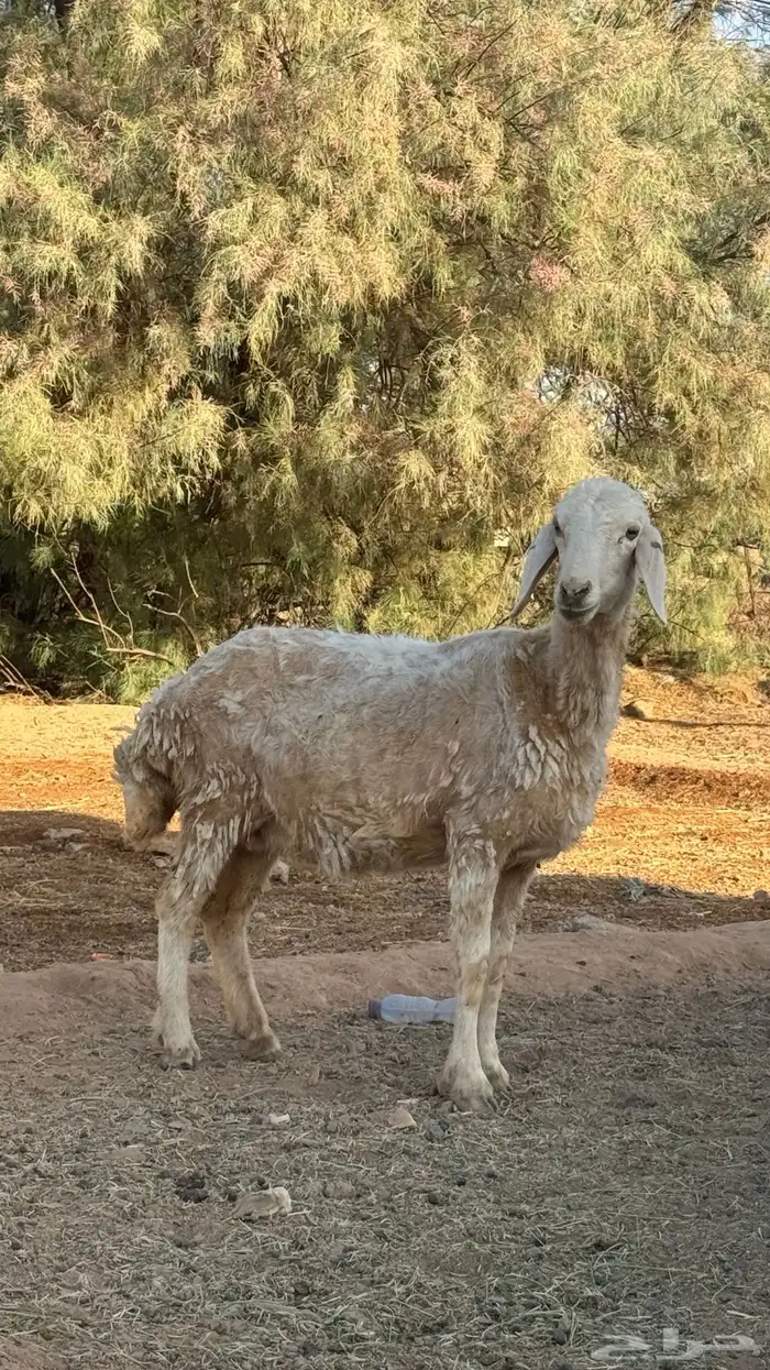 نعجه طيب 1