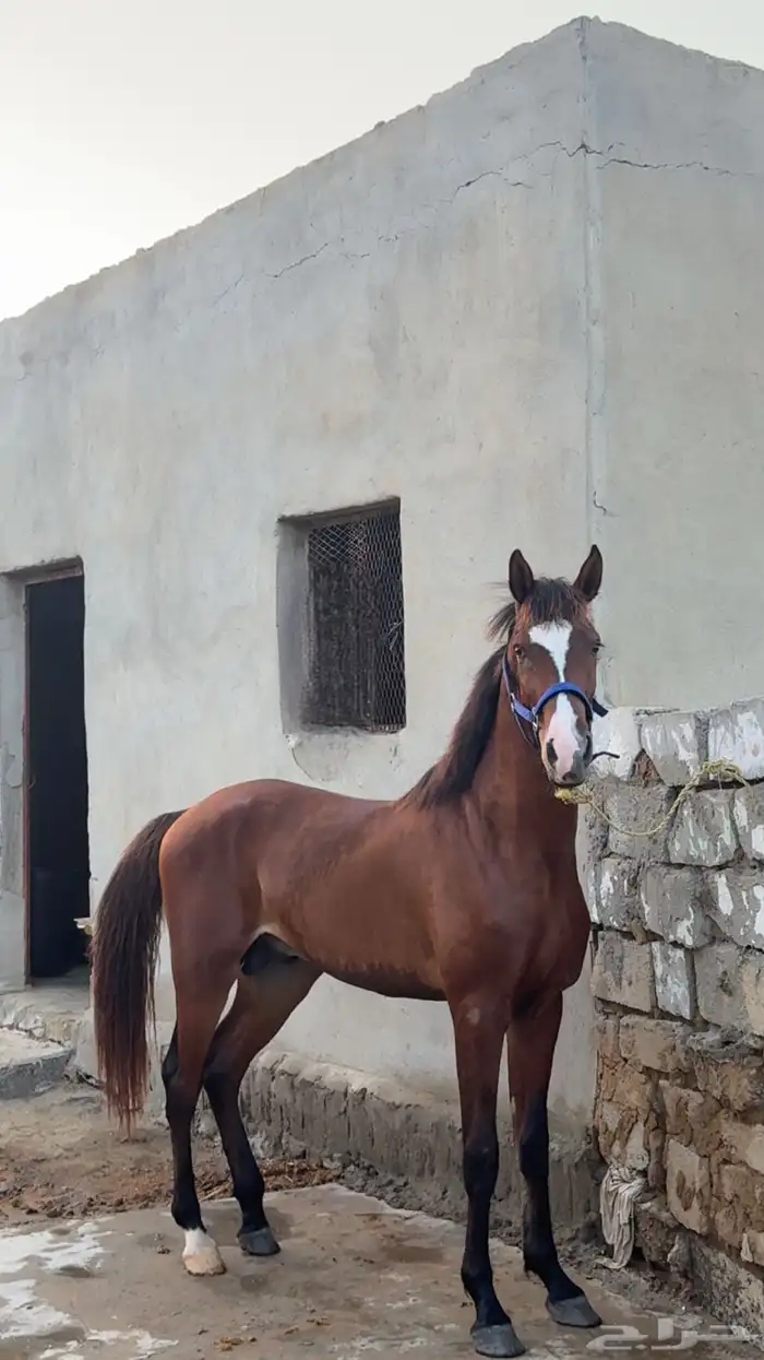 حصان 2