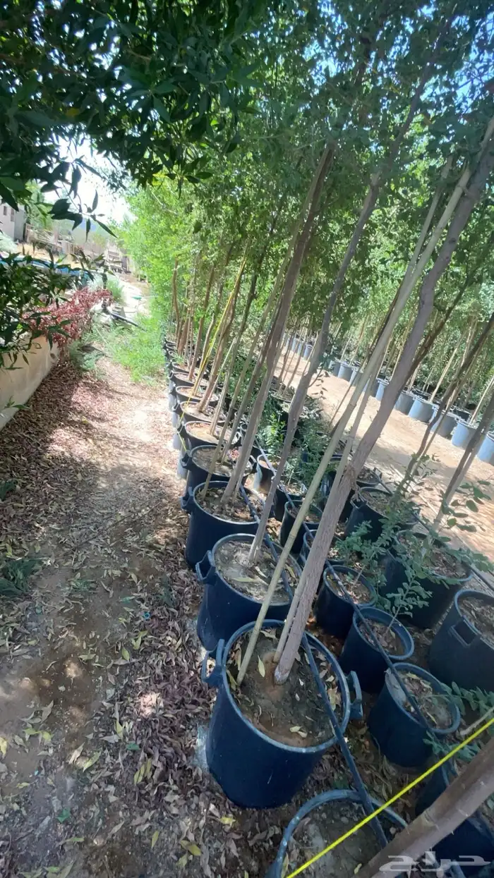 سدر 2 بوصة مركن 55 1