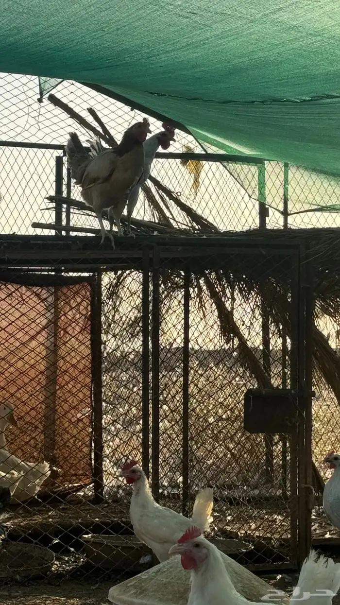 دواجن الديره 3