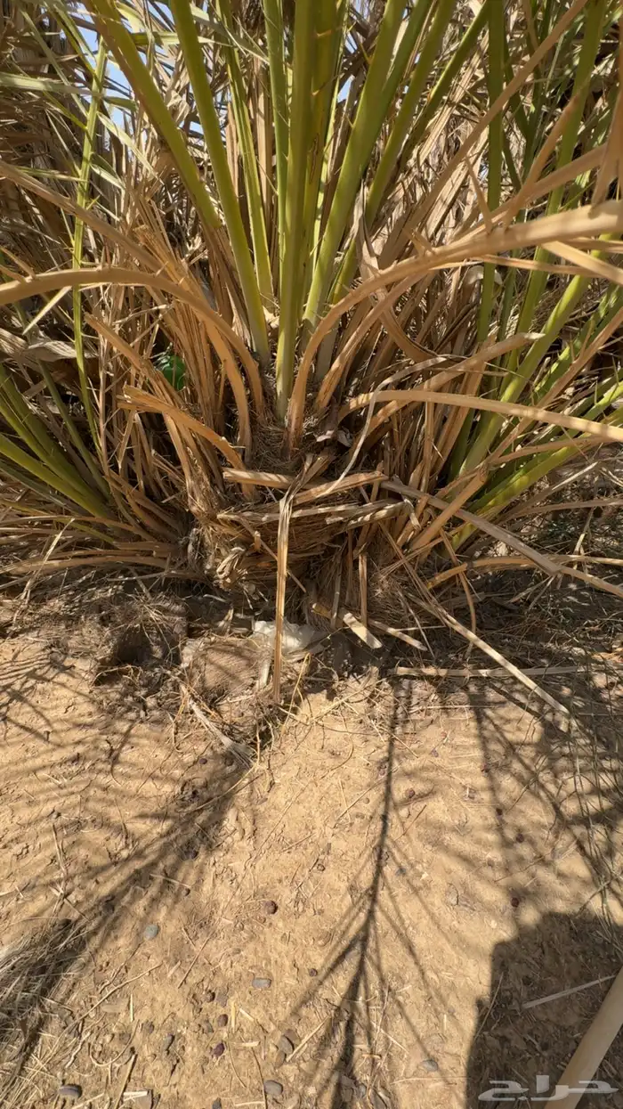 جثيث نخل للبيع 2