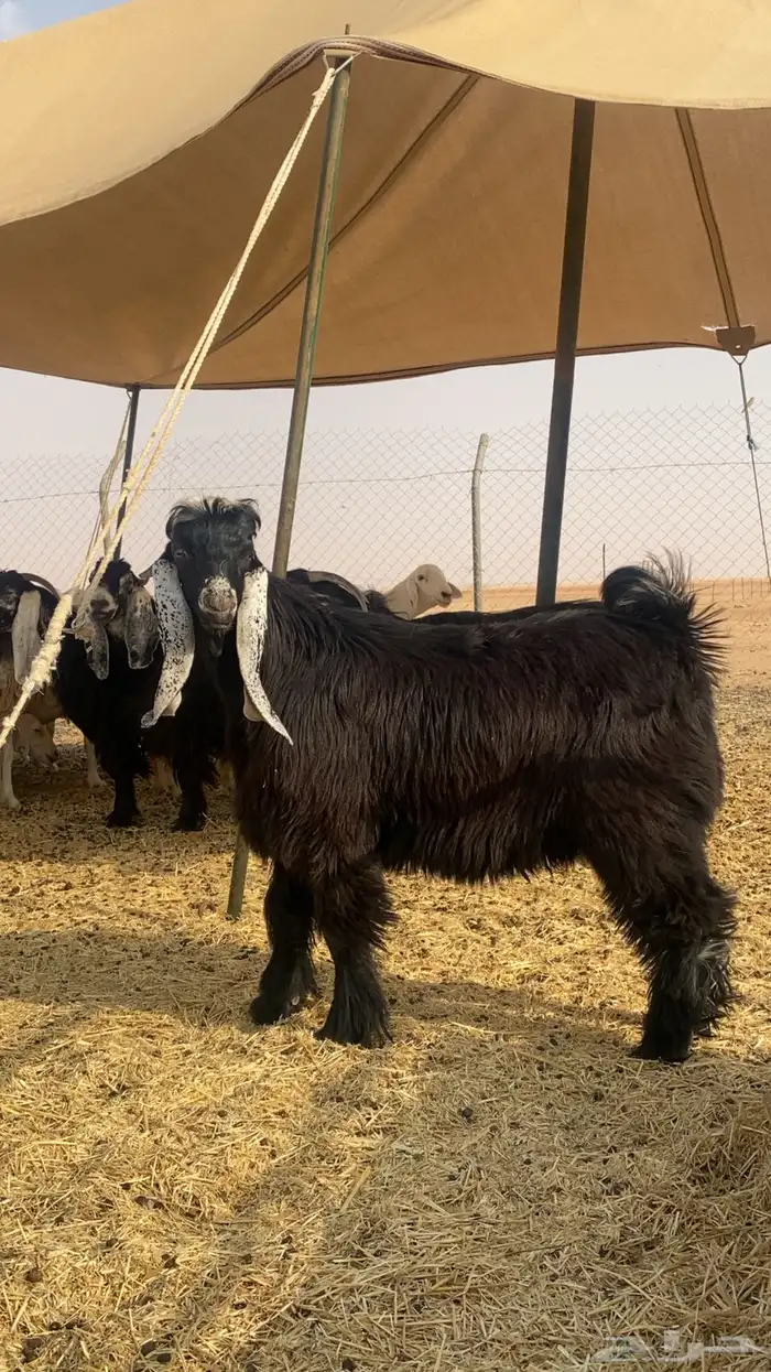 فحل عارضي جذع 0
