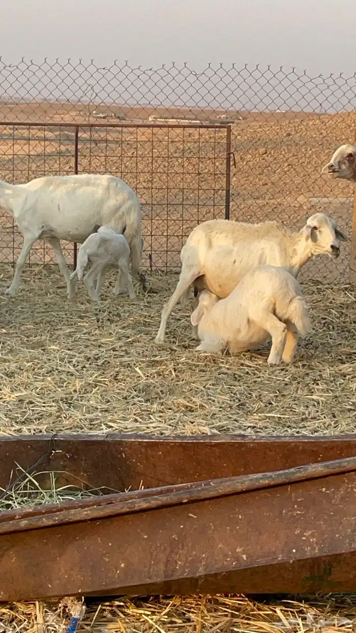 غنم متابيع ودفيع 1