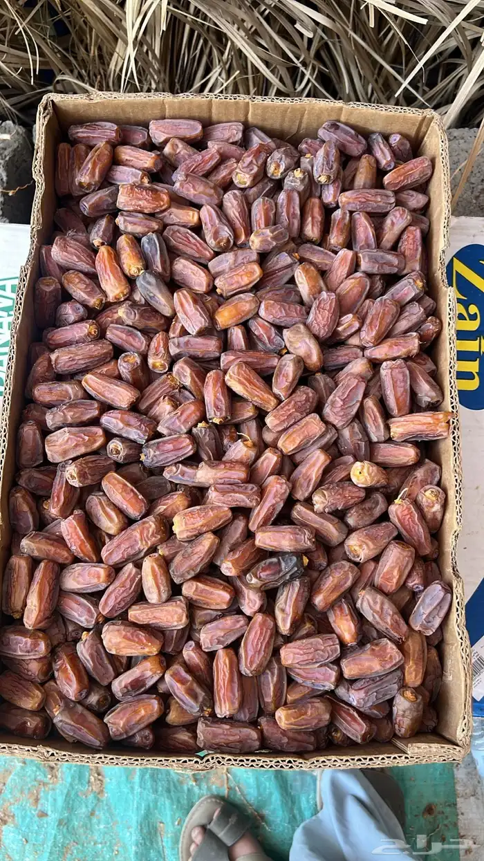 تمر برني عادي ومشروك 1