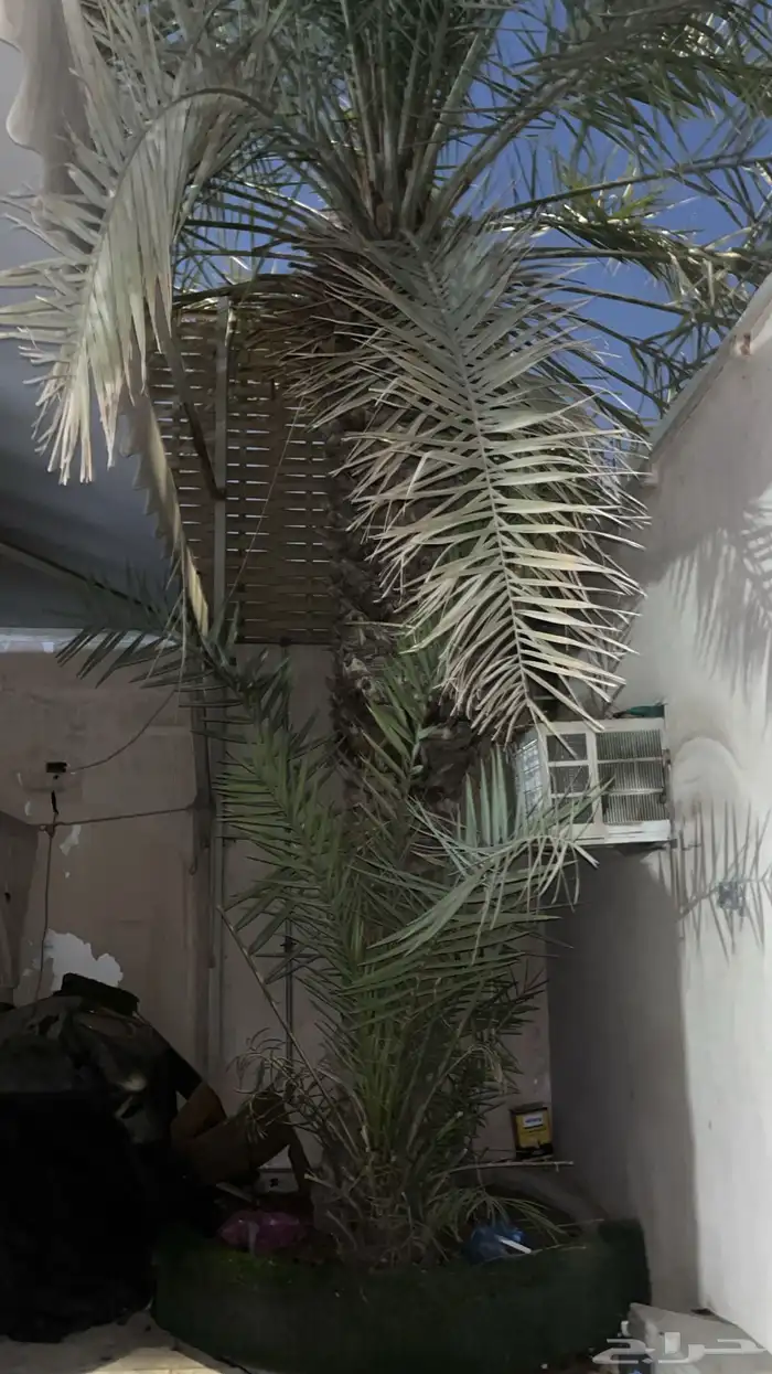 نخل إخلاص منتج 2