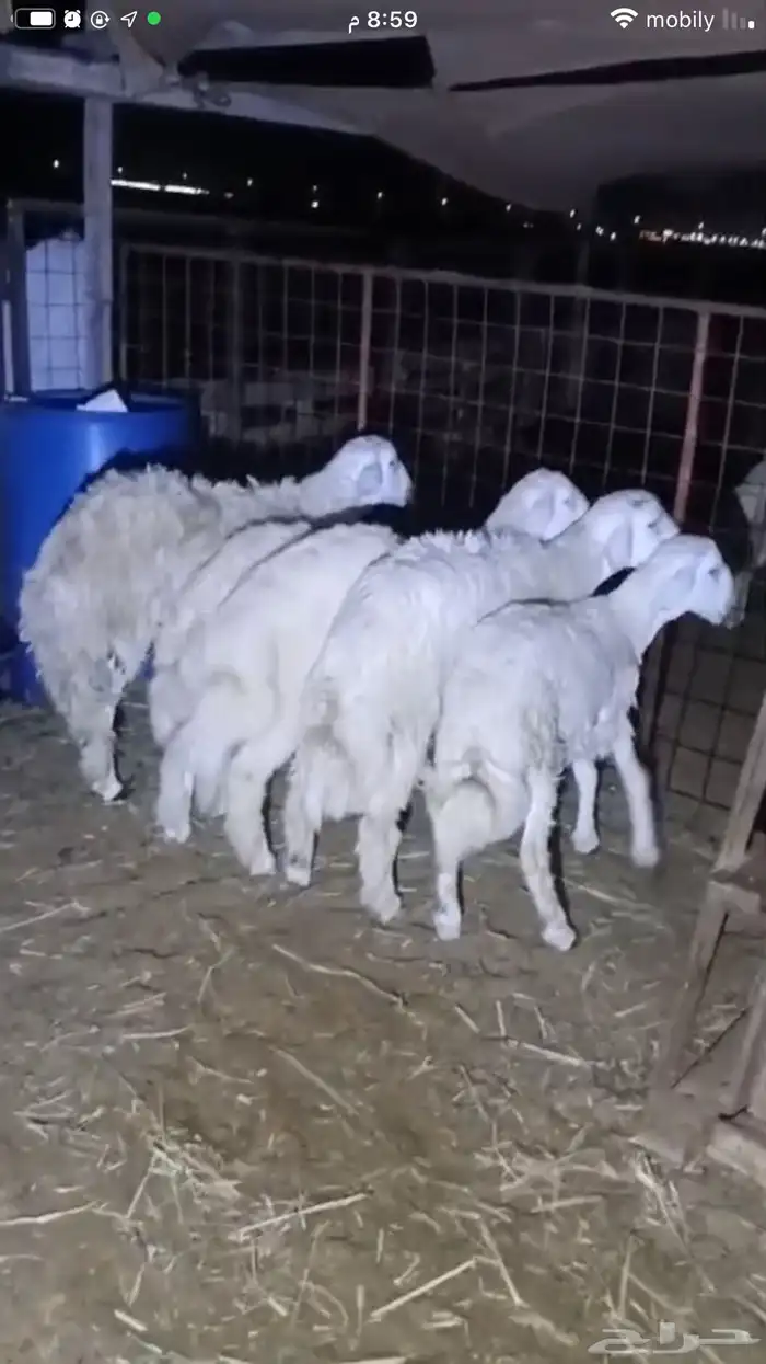 طليان طلي مقفله شحم ولحم 0