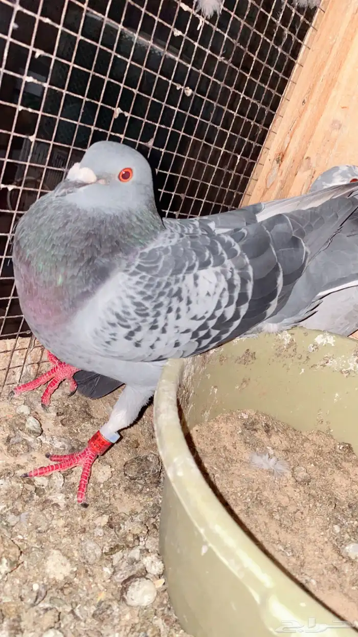 جوز سباق 3