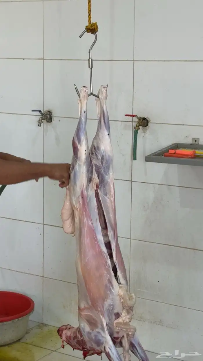 ذبايح خميس مشيط وماجاوره 2