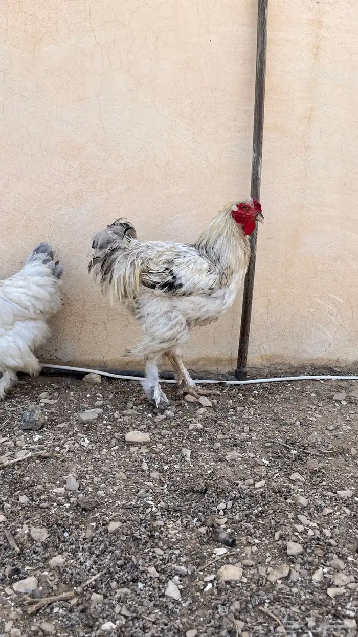 دجاج براهما لافندر 0