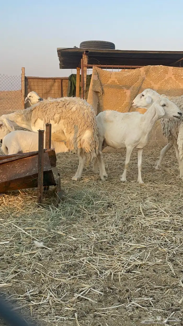 غنم متابيع ودفيع 5