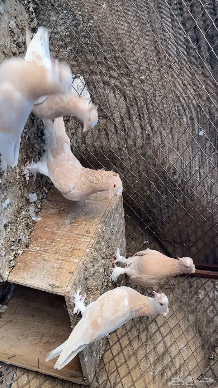حمام عراقي ابو نجمه منتج مع فروخ زوجين وفرده انثى 4