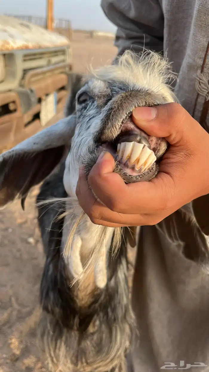 عنز 8