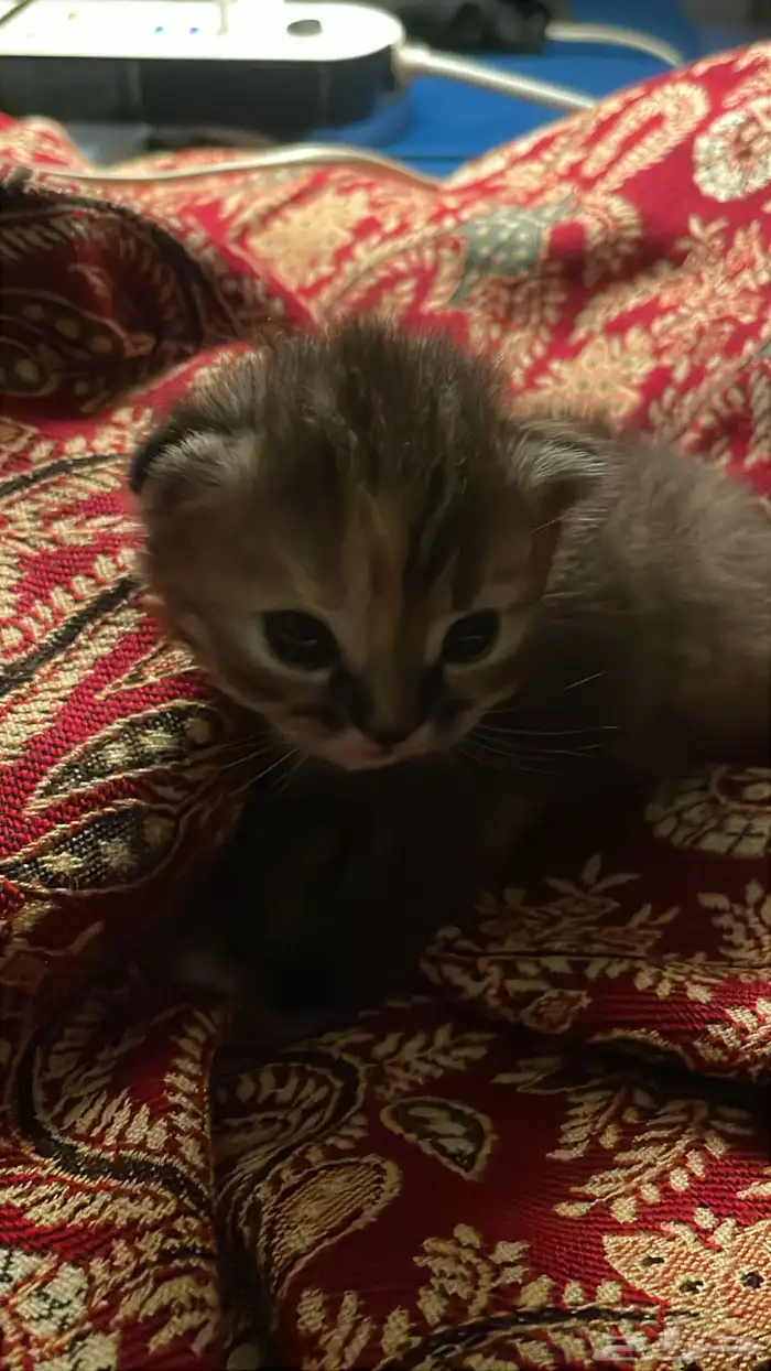 قطط 9