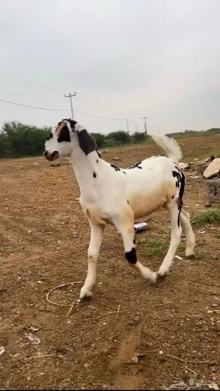عرض جفره فاخره نادره 0