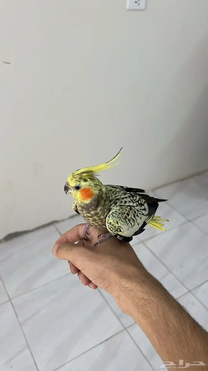 طير كروان للبيع 0